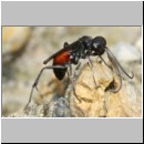 Priocnemis melanosoma - Wegwespe w01a 8mm OS-Wallenhorst-Tongrube-Lehmwiese-det.jpg